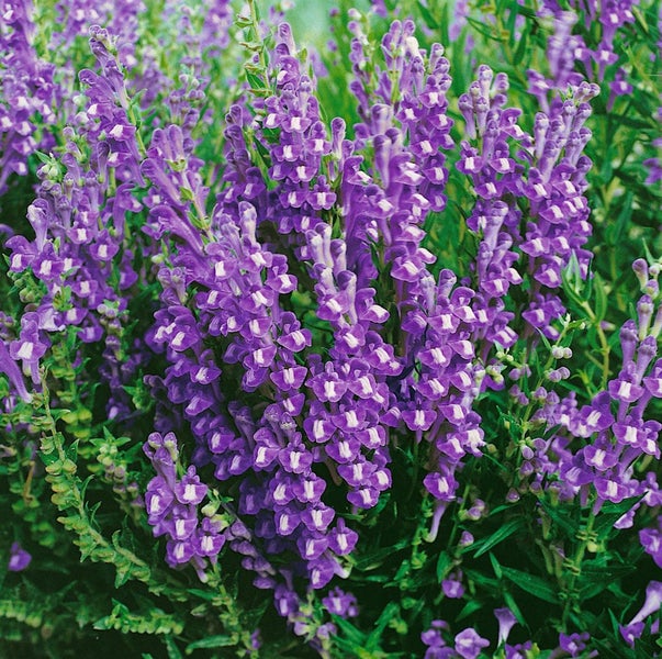 Scutellaria baicalensis, Baikal-Helmkraut, ca. 9x9 cm Topf