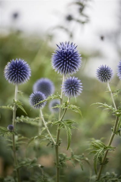 Echinops ritro, Kugeldistel, stahlblau, ca. 9x9 cm Topf