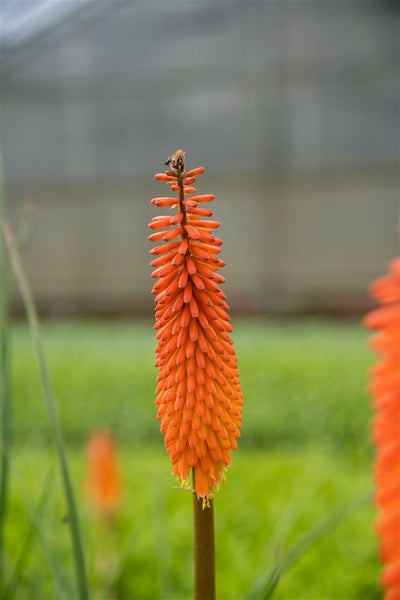 Kniphofia uvaria 'Alcazar', Fackellilie, orange-rot, ca. 11x11 cm Topf