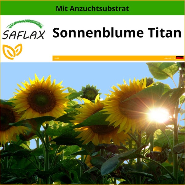 SAFLAX  - Sonnenblume Titan - Helianthus annuus  - 20 Samen - Mit keimfreiem Anzuchtsubstrat