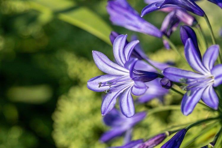 Agapanthus 'Northern Star', Schmucklilie, tiefblau, 2-3 Liter Container