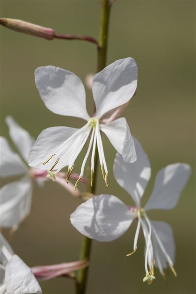 Gaurablume mit weißen Blütenblättern