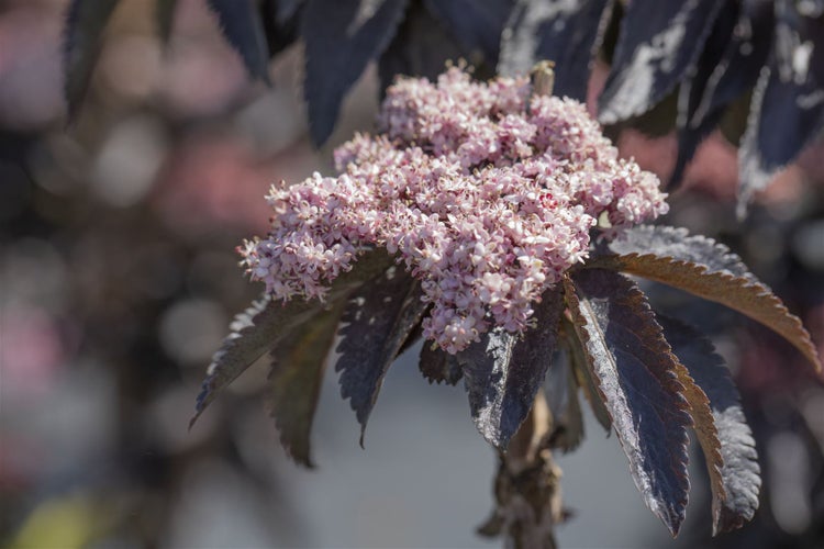 Sambucus nigra 'Black Tower', Schwarzer Holunder, dunkelviolett, 40–60 cm