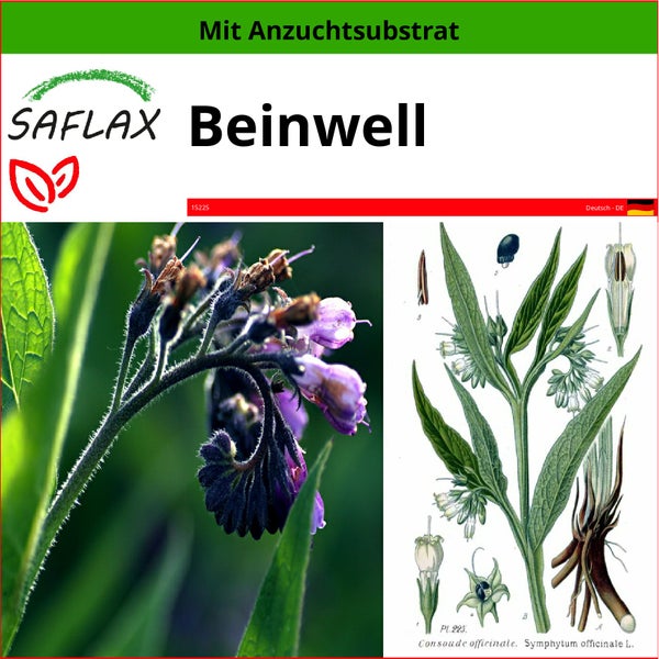 SAFLAX  - Beinwell - Symphytum officinale - 15 Samen - Mit keimfreiem Anzuchtsubstrat