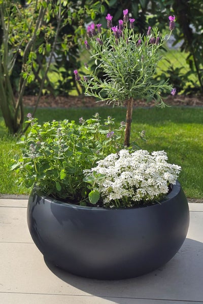 Runder anthrazitfarbener Pflanzkübel auf einer Terrasse mit Lavendelstamm, weißen Blumen und grünen Pflanzen in einer hellen Gartenumgebung.