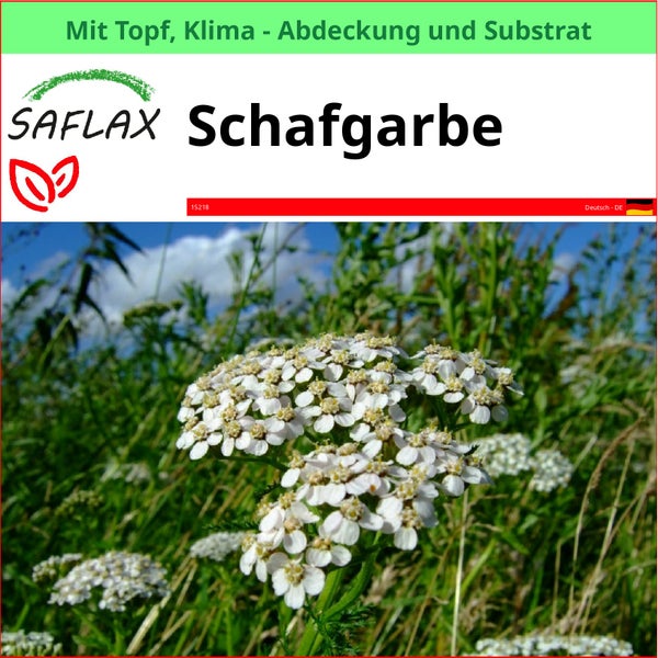 SAFLAX Schafgarbe im Topf mit Klimaabdeckung und Substrat