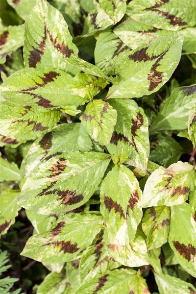 Persicaria filiformis, ca. 11x11 cm Topf, dekoratives Laub