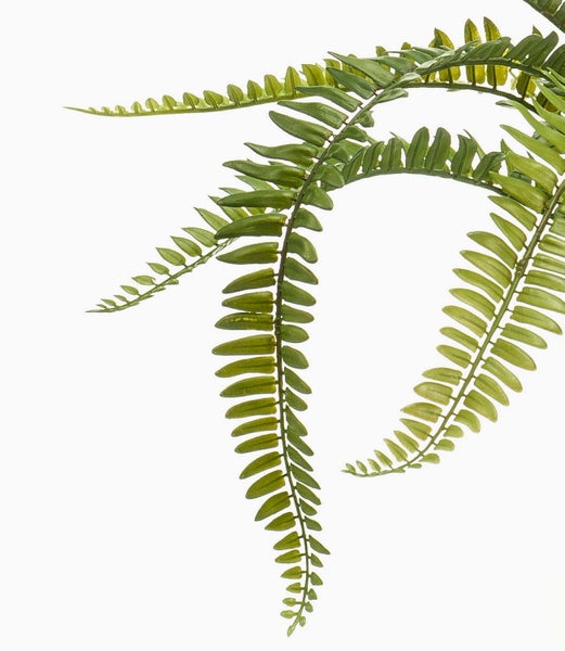 Nahaufnahme eines grünen Palmwedels mit symmetrisch angeordneten Blättern.