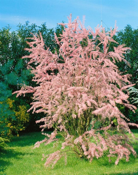 Tamariske mit rosa Blüten im Garten