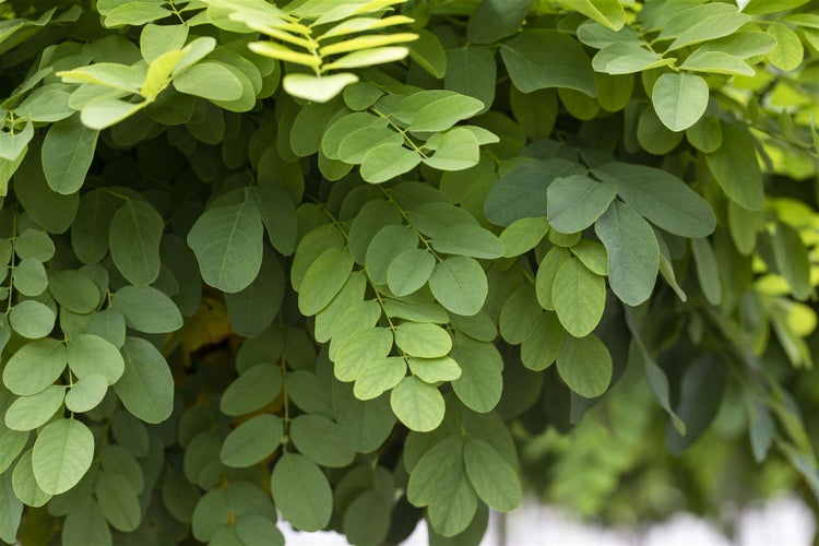 Nahaufnahme der gefiederten Blätter einer Robinie als Gartenpflanze