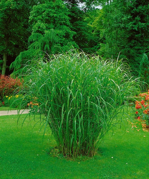 Chinaschilf im Garten
