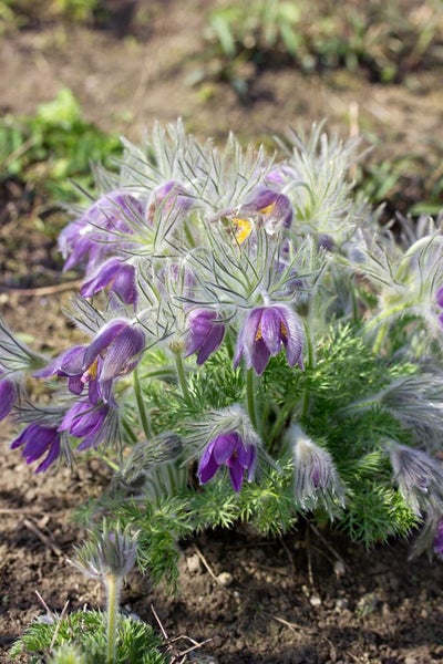 Nahaufnahme einer Gruppe von Kuhschellen mit violetten Blüten.