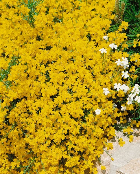 Genista lydia, Ginster, gelb, 30–40 cm