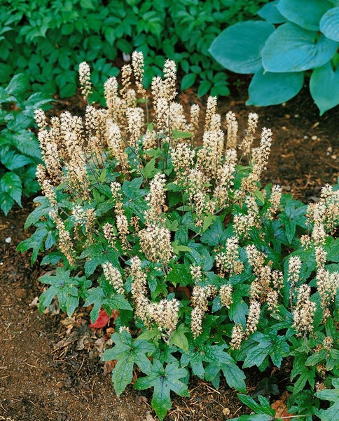 Tiarella laciniata 'Pink Bouquet', Schaumblüte, rosa, ca. 9x9 cm Topf