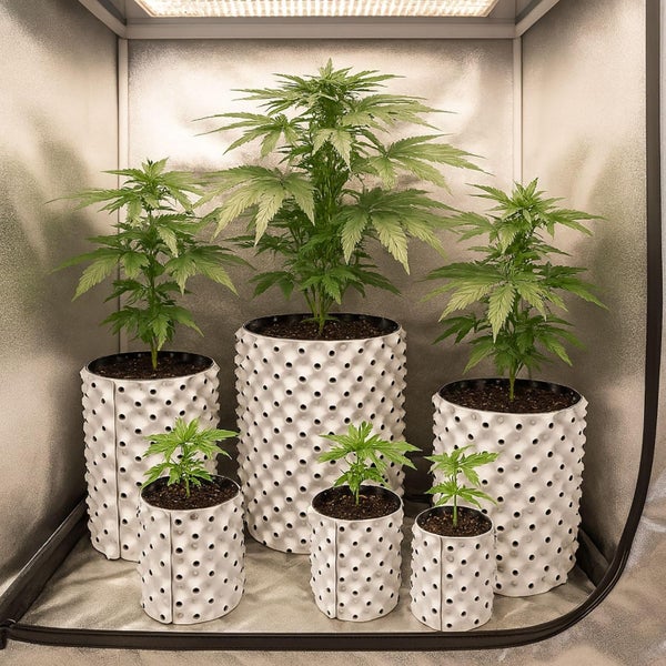 Sechs Pflanzen verschiedener Größe in weißen Air-Pots in einem reflektierenden Growzelt unter einer LED Leuchte.