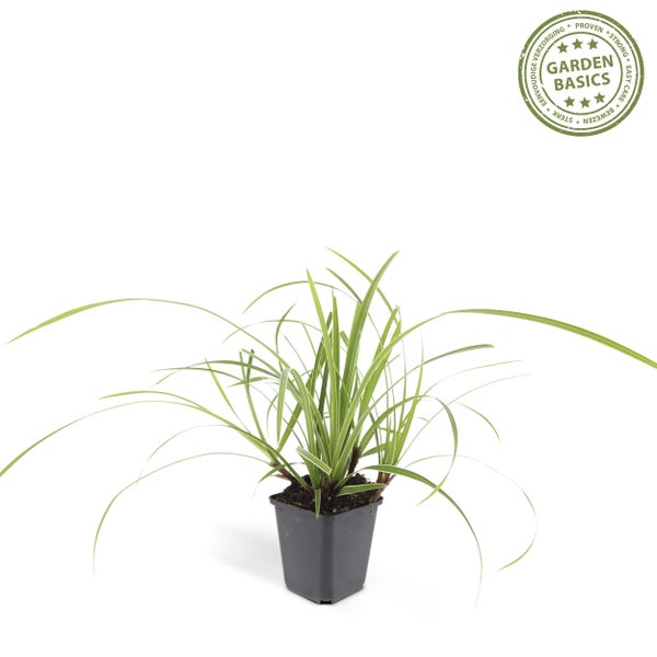 Ziergras - Japanische Segge - Carex morrowii 'Ice Dance' - 9cm Topf - Set mit 6 Pflanzen
