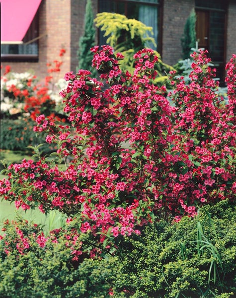Blühender Zierstrauch im Garten