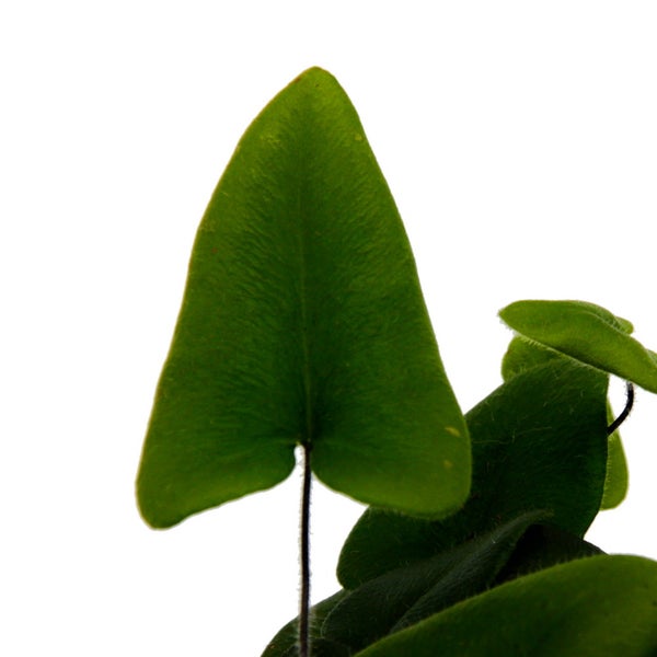 Mini-Pflanze Hemionitis arifolia Herzfarn Ideal für kleine Schalen und Gläser Baby-Plant im 5,5cm Topf