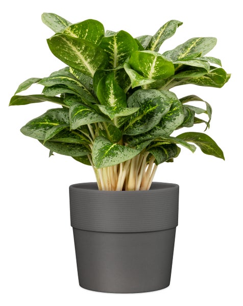 Scheurich Groove 25, Blumentopf/Pflanzkübel, rund,  aus Kunststoff Farbe: Nero, 24,49 cm Durchmesser, 22,5 cm hoch, 7,7 l Vol.