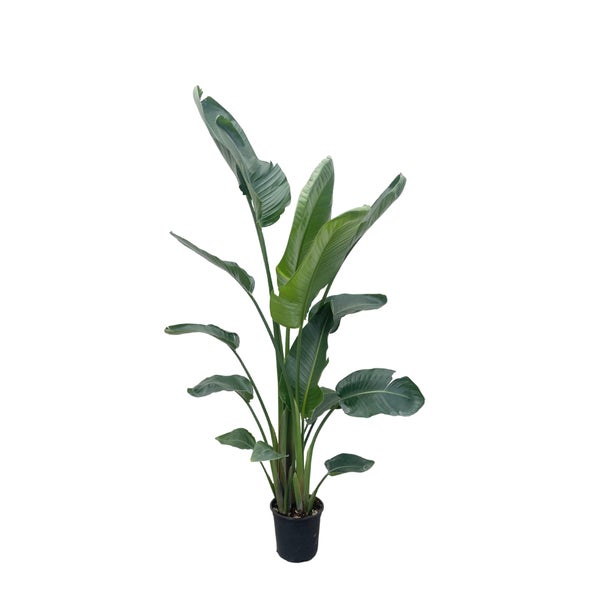 Paradiesvogelblume Nicolai XXL - 190 - 225 cm - ø27-ø30