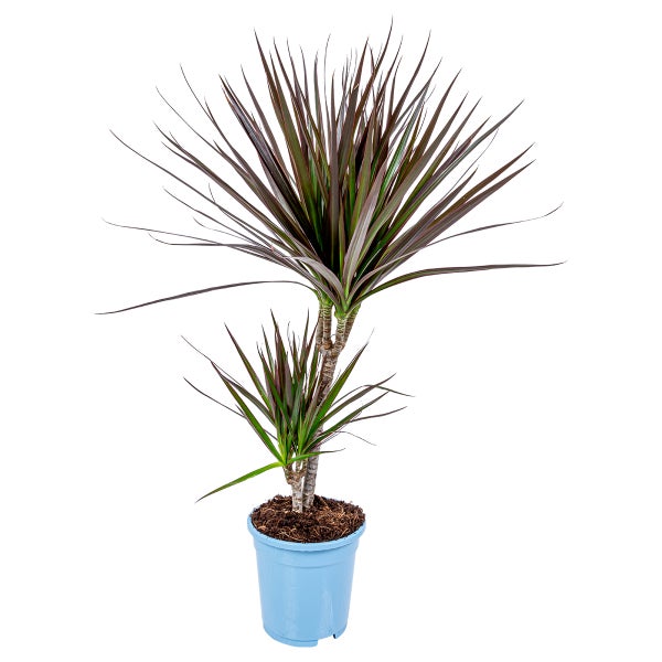 Drachenblutbaum | Dracaena 'Magenta' pro Stück - Zimmerpflanze im Anzuchttopf ⌀17 cm - ↕75 cm