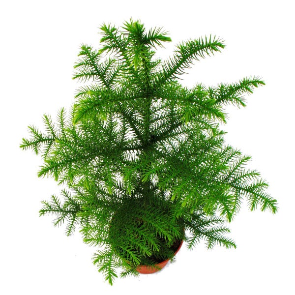Zimmertanne - Araucaria heterophylla - 15cm Topf - ca. 40-50cm hoch