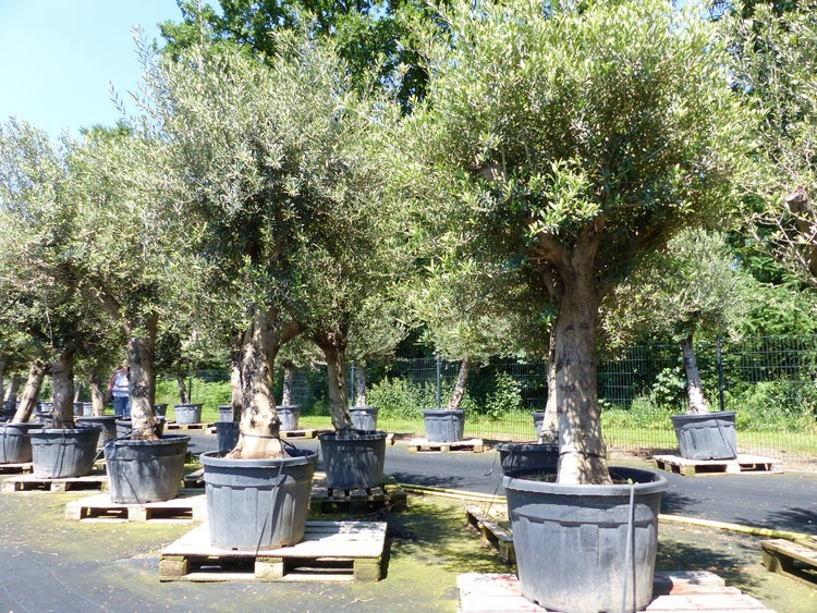 Premium Olivenbaum 220-260 cm buschige Krone, winterharte Olive, Olea europaea
