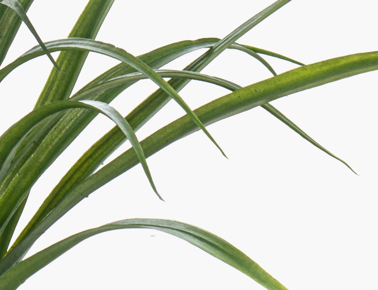 Nahaufnahme von langen, schmalen und gebogenen grünen Blättern einer Zimmerpflanze.