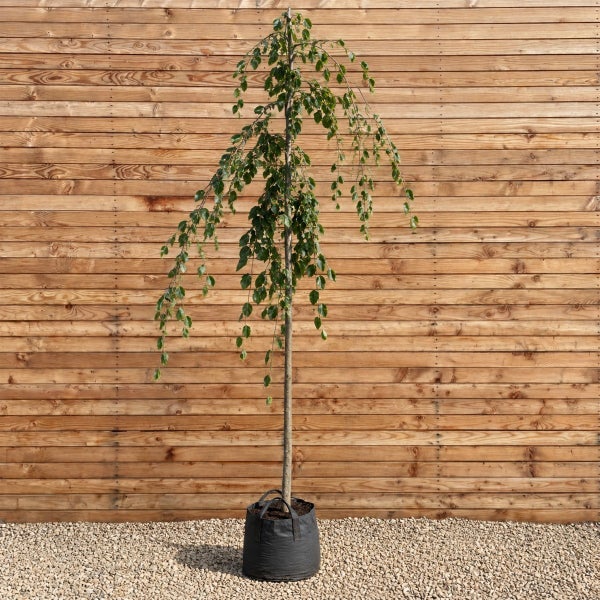 Hänge-Buche Fagus sylvatica Pendula als Hochstamm in einem Pflanzsack vor einer Holzwand.