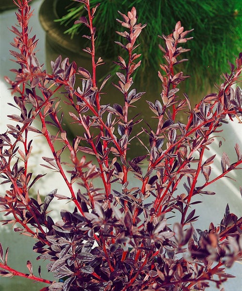 Berberis thunbergii 'Red Chief', Rote Heckenberberitze, 60–80 cm