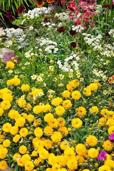 Coreopsis grandiflora 'Early Sunrise', Mädchenauge, gelb, ca. 9x9 cm Topf