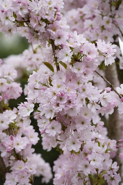 Prunus serrulata 'Amanogawa', Japanische Säulenkirsche, rosa, 100–150 cm