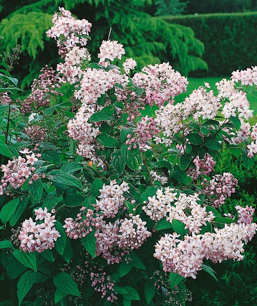 Blühender Deutzienstrauch mit zarten Blüten für den Garten