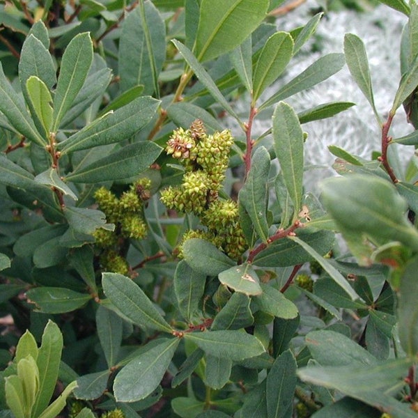 Nahaufnahme einer Andraemon-Myrte mit Blättern und Blüten