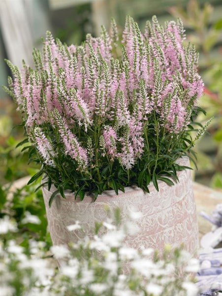 Veronika-Pflanze in einem verzierten Topf