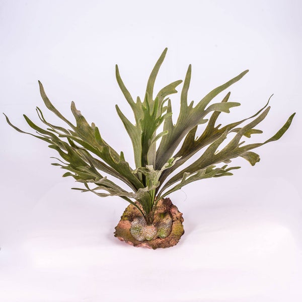 Geweihfarn Platycerium bifurcatum mit grünen geweihartigen Wedeln und braunen Mantelblättern.