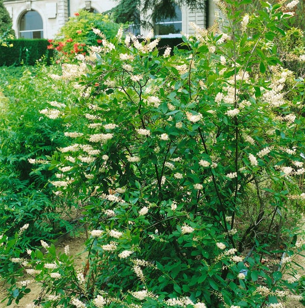Clethra alnifolia, Scheineller, weiß, 40–60 cm