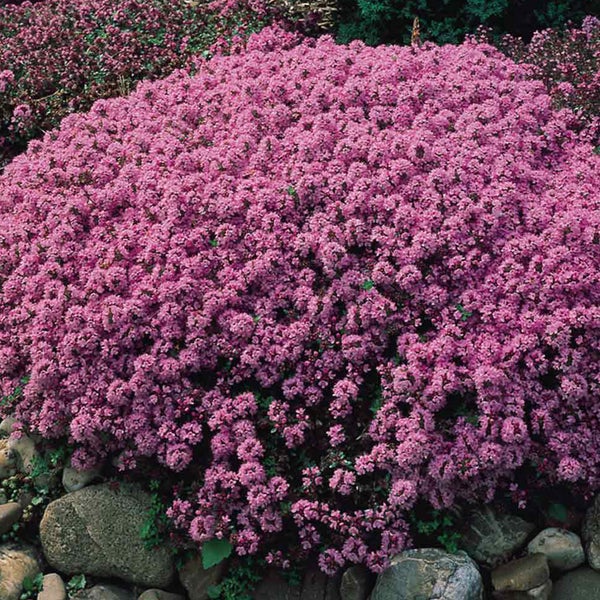 Blühende Pflanze im Garten