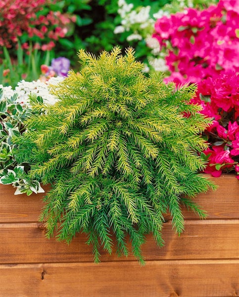 Cryptomeria japonica 'Vilmoriniana', Japanische Sicheltanne, 20–25 cm