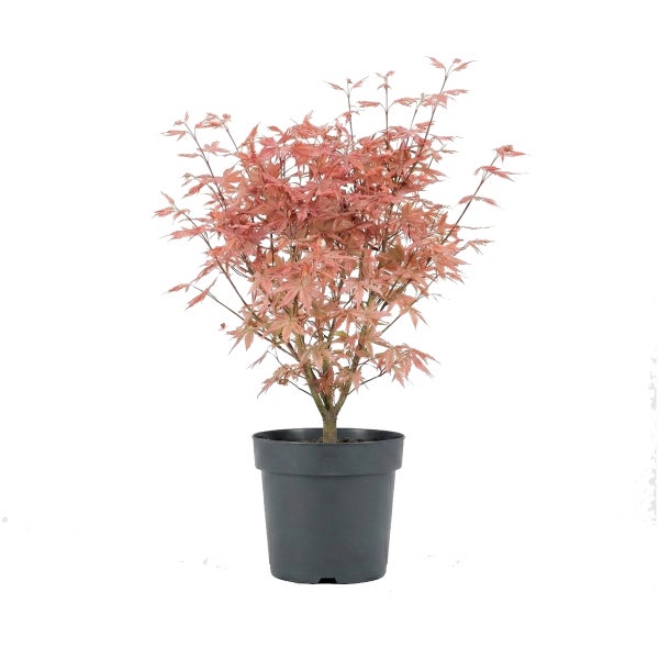 Japanischer Ahorn Acer palmatum mit rötlichen Blättern im schwarzen Kunststofftopf.