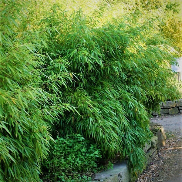 Grüner, dicht wachsender Gartenbambus Fargesia murielae mit vielen feinen Blättern in einem Garten.