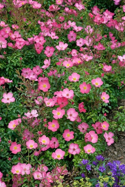 Rosa 'Fortuna', Rose, pink, 5-7,5 Liter Container