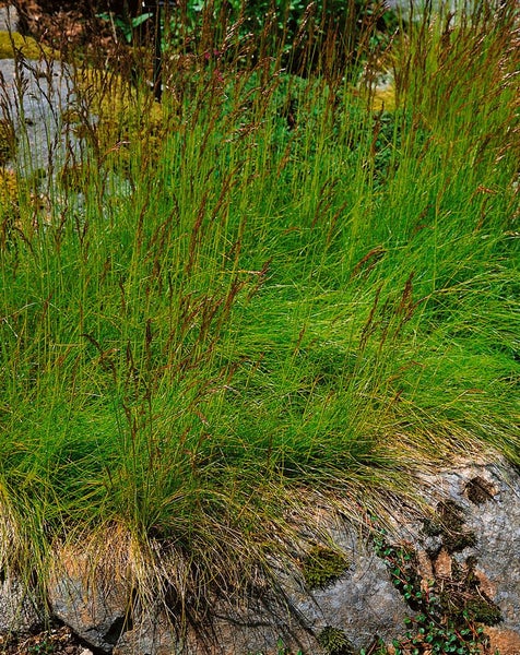 Deschampsia flexuosa, Draht-Schmiele, ca. 9x9 cm Topf