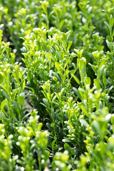 Ilex crenata 'Fastigiata', Japanische Stechpalme, immergrün, 30–40 cm