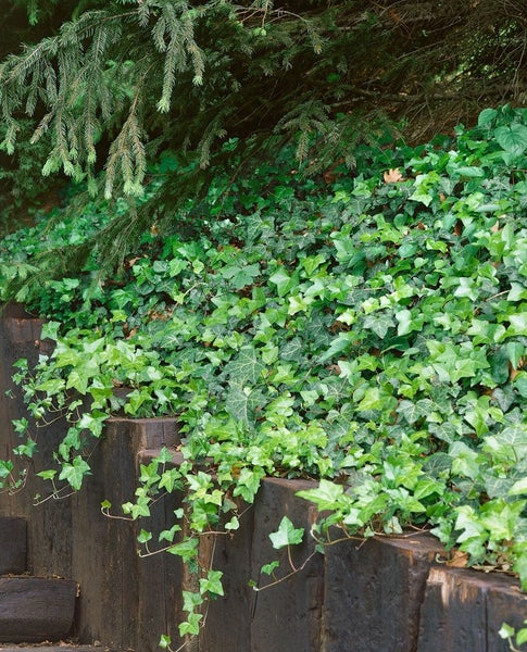 Hedera helix 'Hibernica', Irischer Efeu, 40–60 cm