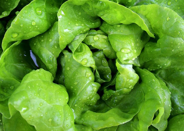 Bio Hochbeet-Set „Frühstart“, Bio Jungpflanzen, Bio Gemüse anbauen, Garten, Balkon, 2x Bio Spinat, 2x Bio Kohlrabi, 2x Bio Mangold, 2x Bio Rucola, 2x Bio Kopfsalat