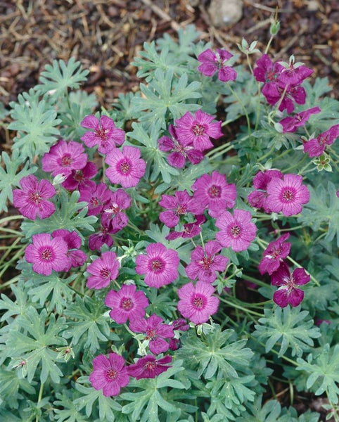 Geranium cinereum 'Carol', Storchschnabel, rosa, ca. 9x9 cm Topf