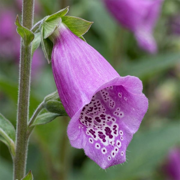 Nahaufnahme einer violetten Fingerhutblüte mit charakteristischen Punkten im Inneren am behaarten Stängel.