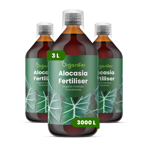 Drei Flaschen Organifer Alocasia Dünger, organisches Düngerkonzentrat, 3 Liter Inhalt für circa 3000 Liter Gießwasser.