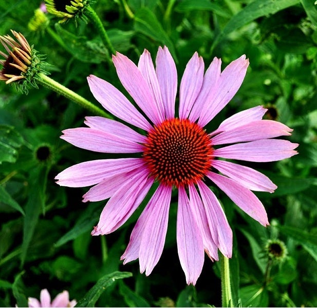 Nahaufnahme einer einzelnen Echinacea-Blume im Gartenbeet.